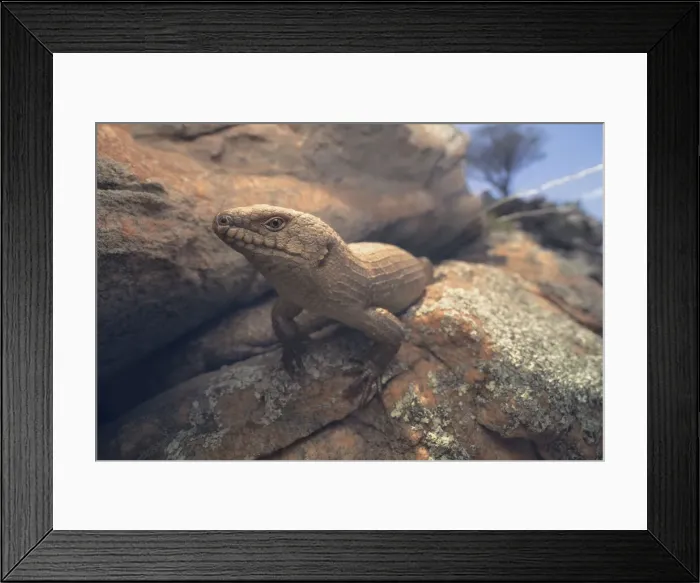 Framed Print : Gidgee skink (Egernia stokesii) pair in rock crevice, South Australia Framed Print : Gidgee skink (Egernia stokesii) pair in rock crevice, South Australia