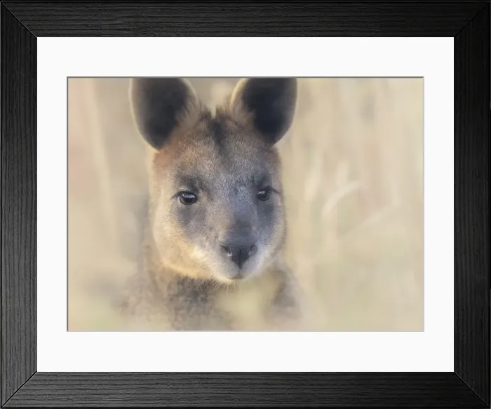 Framed Print : Portrait of a wild swamp wallaby (Wallabia bicolor) from Melbourne, Australia Framed Print : Portrait of a wild swamp wallaby (Wallabia bicolor) from Melbourne, Australia