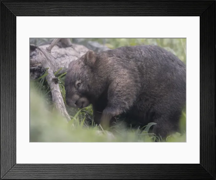 Framed Print : Close-up of common wombat (Vombatus ursinus) in grass with fallen tree Framed Print : Close-up of common wombat (Vombatus ursinus) in grass with fallen tree