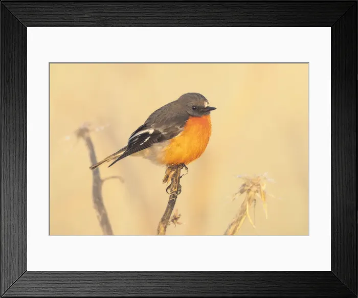 Framed Print : Flame robin (Petroica phoenicea) perched on artichoke thistle, also known as cardoon (Cynara cardunculus), in warm morning light Framed Print : Flame robin (Petroica phoenicea) perched on artichoke thistle, also known as cardoon (Cynara cardunculus), in warm morning light