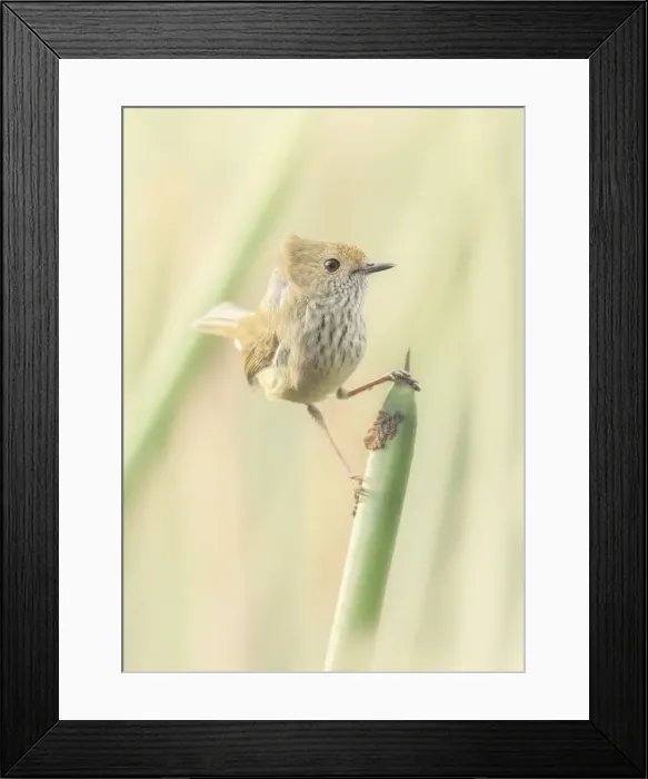 Framed Print : Wild and windblown brown thornbill (Acanthiza pusilla) on rush plant