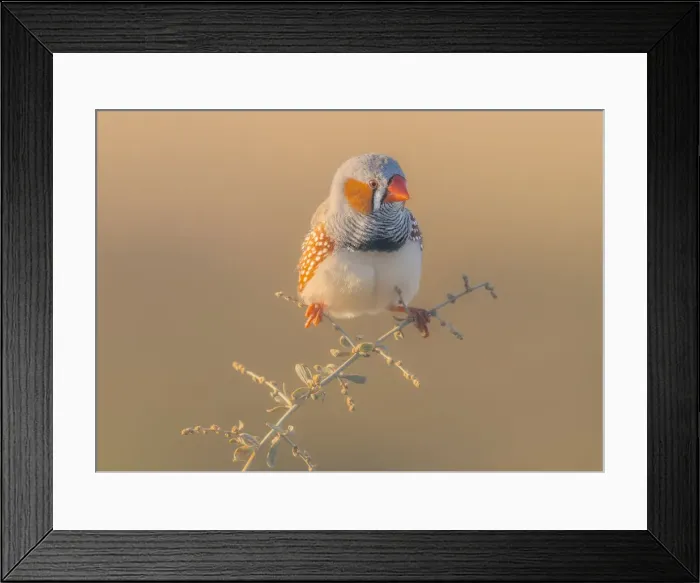 Framed Print : Male zebra finch (Taeniopygia guttata) perched on small branch in warm light Framed Print : Male zebra finch (Taeniopygia guttata) perched on small branch in warm light