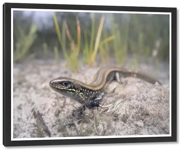 Wide-angle portrait of an Eastern mourning skink (Lissolepis coventryi) including coastal, sandy habitat