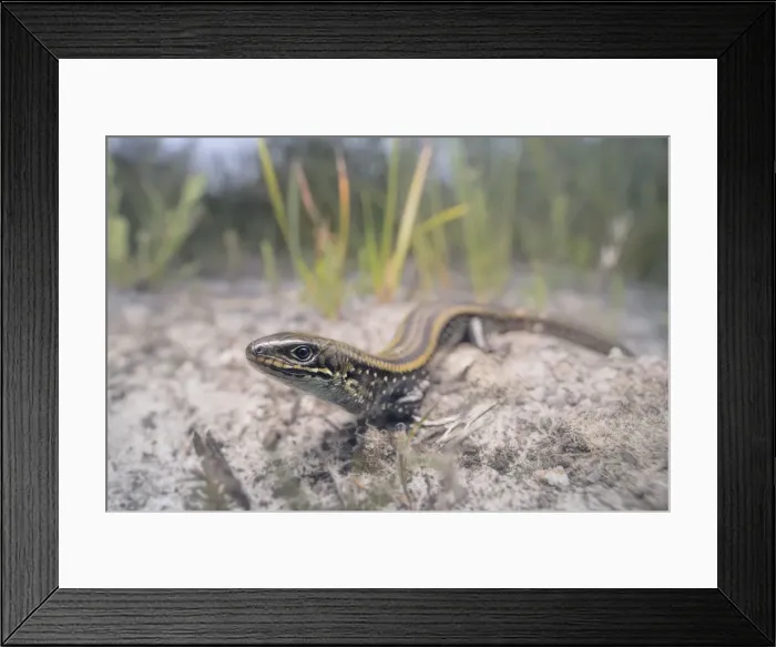 Framed Print : Wide-angle portrait of an Eastern mourning skink (Lissolepis coventryi) including coastal, sandy habitat Framed Print : Wide-angle portrait of an Eastern mourning skink (Lissolepis coventryi) including coastal, sandy habitat