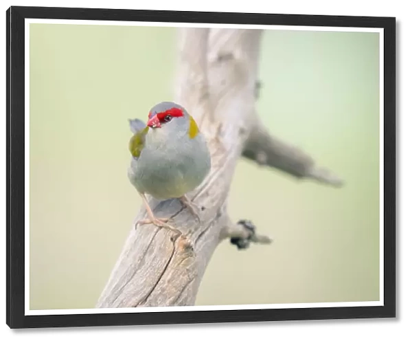 Red-browed finch (Neochmia temporalis) perched on branch