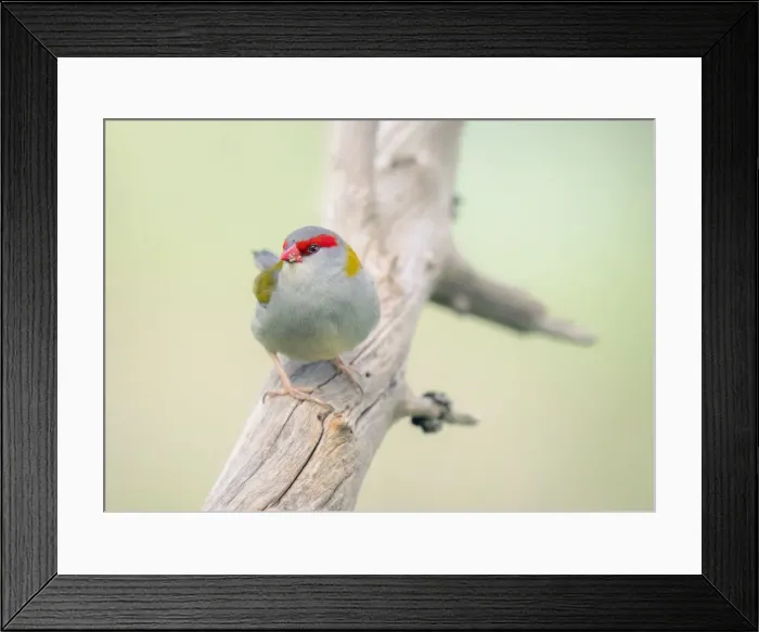 Framed Print : Red-browed finch (Neochmia temporalis) perched on branch