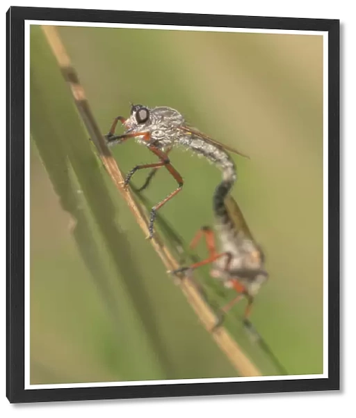 Mating robber flies on grass leaf