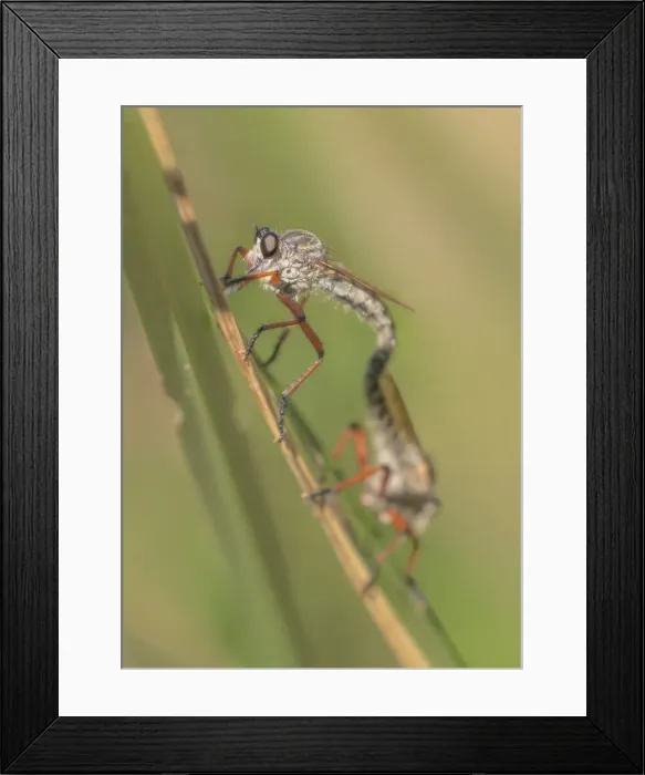 Framed Print : Mating robber flies on grass leaf