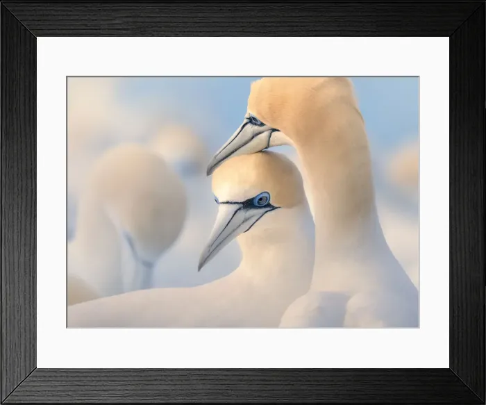 Framed Print : Tender moment between wild Australasian gannet (Morus serrator) couple