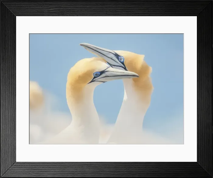 Framed Print : Wild Australasian gannet (Morus serrator) pair performing courtship ritual