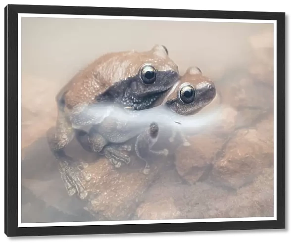 Desert tree frogs (Litoria rubella) in amplexus partially submerged in muddy water