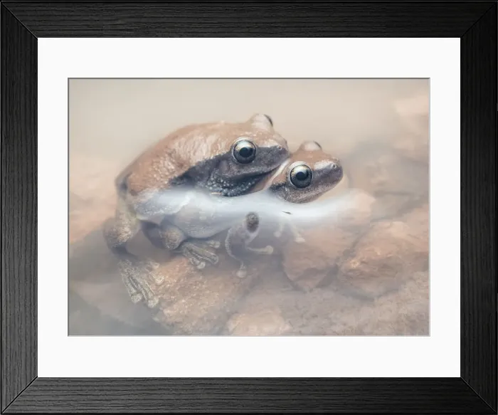 Framed Print : Desert tree frogs (Litoria rubella) in amplexus partially submerged in muddy water Framed Print : Desert tree frogs (Litoria rubella) in amplexus partially submerged in muddy water