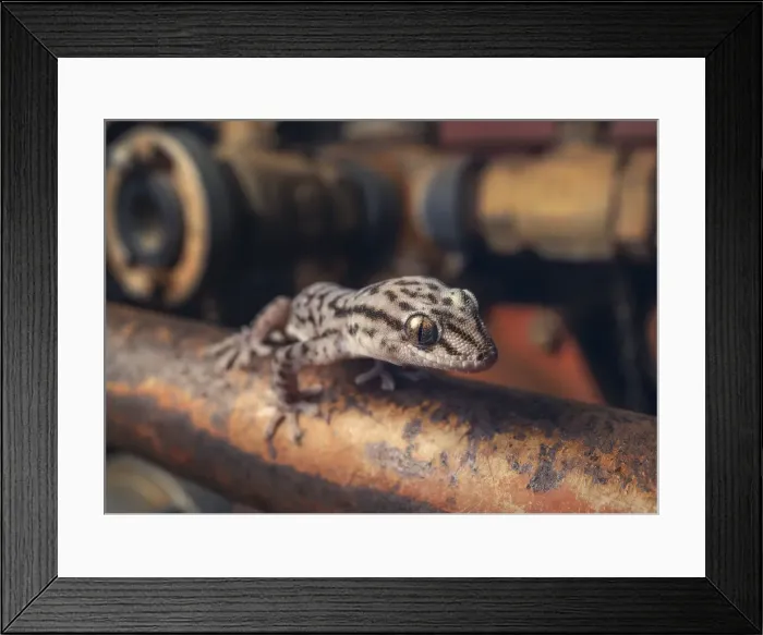 Framed Print : Wild tree dtella (Gehyra variegata) on old rusted pipe and car engine
