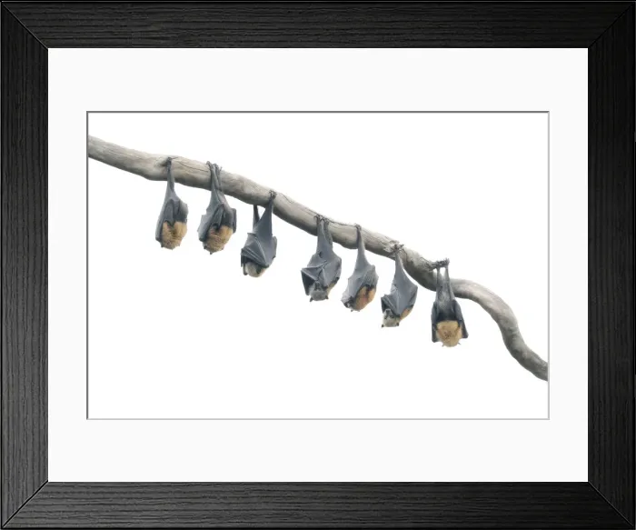 Framed Print : Wild Grey-headed flying fox (Pteropus poliocephalus) bats hanging from branch in high-key Framed Print : Wild Grey-headed flying fox (Pteropus poliocephalus) bats hanging from branch in high-key