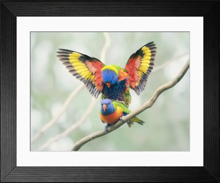 Framed Print : Wild rainbow lorikeets (Trichoglossus moluccanus) mating on a branch with wings outstretched Framed Print : Wild rainbow lorikeets (Trichoglossus moluccanus) mating on a branch with wings outstretched