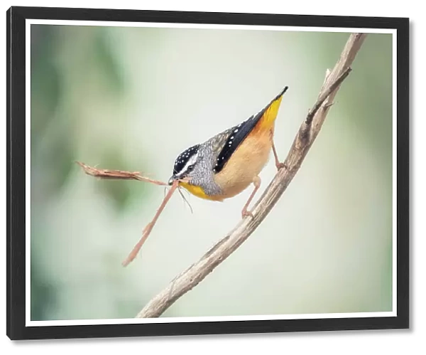 Wild male Spotted Pardalote (Pardalotus punctatus) perched on branch and carrying nesting material