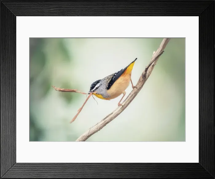 Framed Print : Wild male Spotted Pardalote (Pardalotus punctatus) perched on branch and carrying nesting material Framed Print : Wild male Spotted Pardalote (Pardalotus punctatus) perched on branch and carrying nesting material