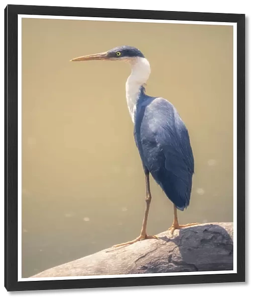 Wild pied heron (Ardea picata) perched on log with blurred water in background