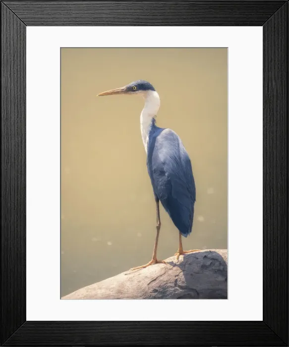 Framed Print : Wild pied heron (Ardea picata) perched on log with blurred water in background
