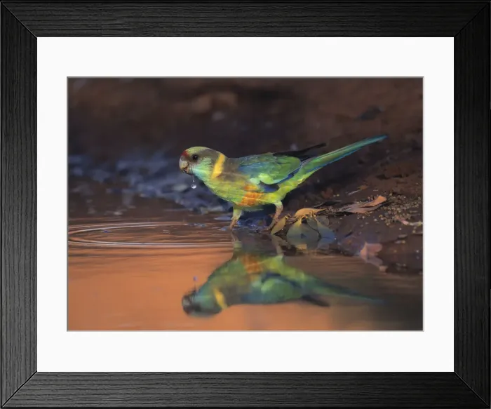 Framed Print : Mallee ringneck (Barnardius zonarius barnardi) drinking from water in warm evening sunlight