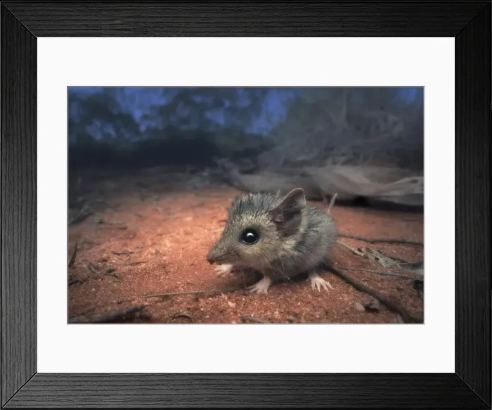 Framed Print : Wild slender-tailed dunnart (Sminthopsis murina) in arid, spinifex habitat