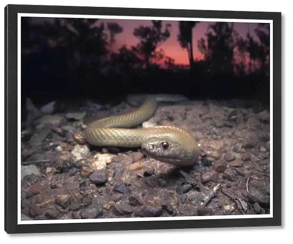 Wild Pygmy mulga snake (Pseudechis weigeli) on grit road at dusk in northern Australia
