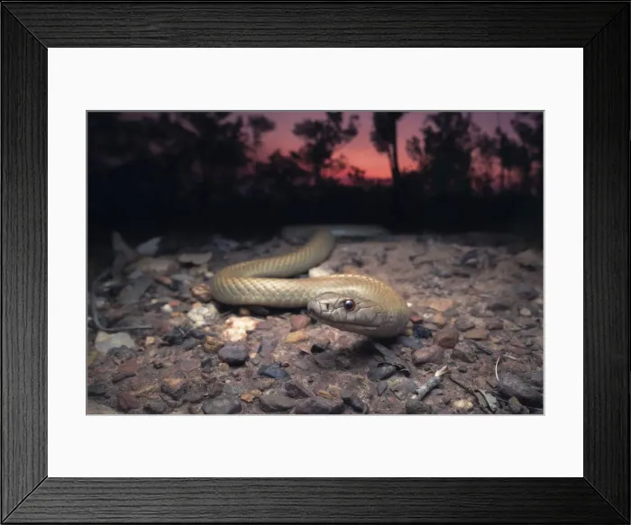 Framed Print : Wild Pygmy mulga snake (Pseudechis weigeli) on grit road at dusk in northern Australia Framed Print : Wild Pygmy mulga snake (Pseudechis weigeli) on grit road at dusk in northern Australia