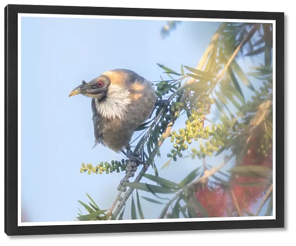 Noisy Friarbird (Philemon corniculatus) perched on flowering branch with blue sky background