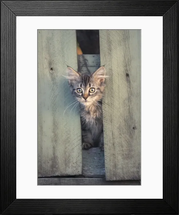 Framed Print : Feral kitten hiding between broken fence posts at dusk Framed Print : Feral kitten hiding between broken fence posts at dusk