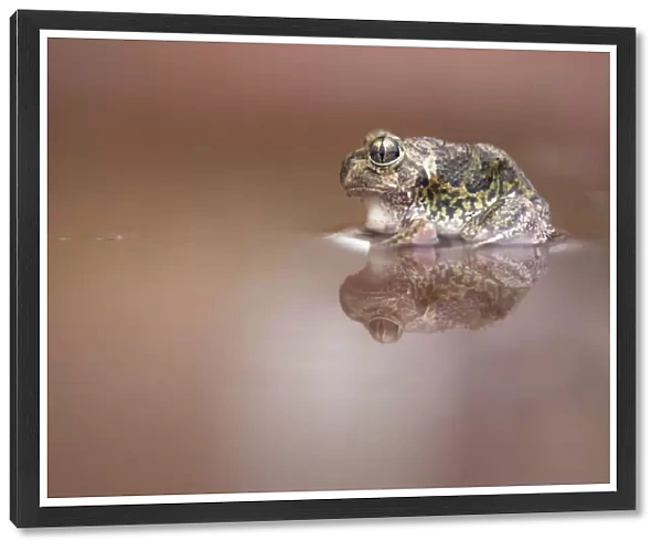 Wild Sudells Frog (Neobatrachus sudelli) sitting in muddy puddle