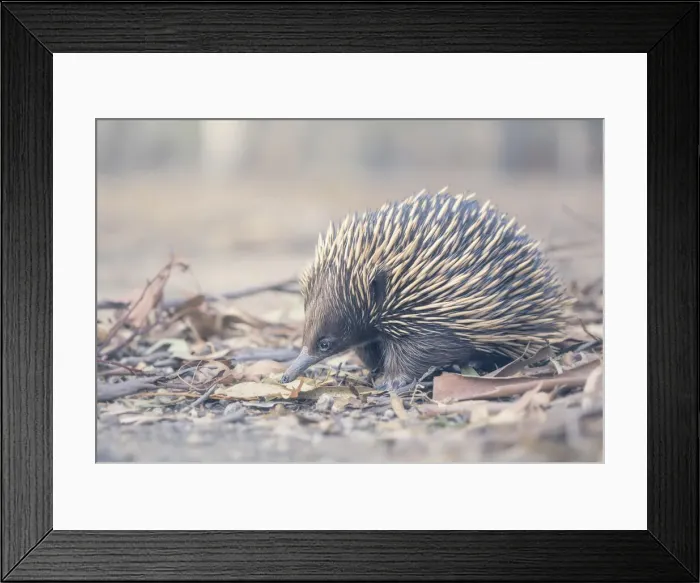 Framed Print : Wild short-beaked echidna (Tachyglossus aculeatus) in leaf litter Framed Print : Wild short-beaked echidna (Tachyglossus aculeatus) in leaf litter