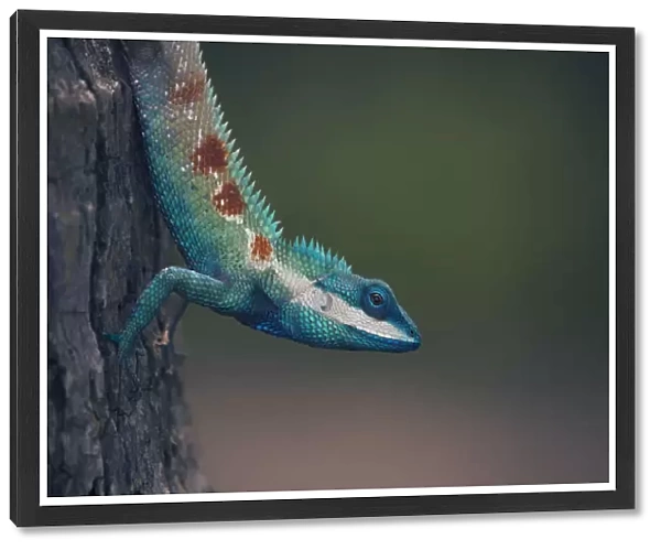 Wild portrait of a Blue Crested Lizard (Calotes mystaceus)