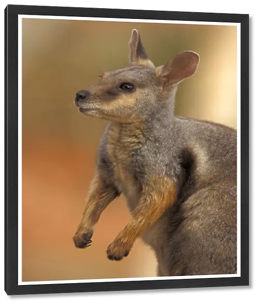 Tammar Wallaby (Macropus eugenii), Australia