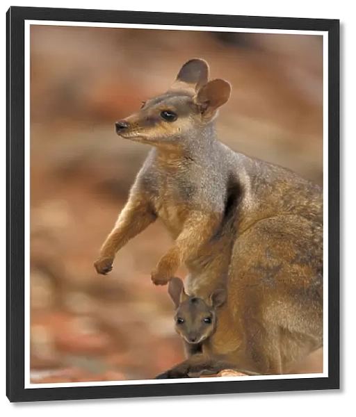 Wallabymutter mit Jungtier im Beutel, Macropu eugenii |