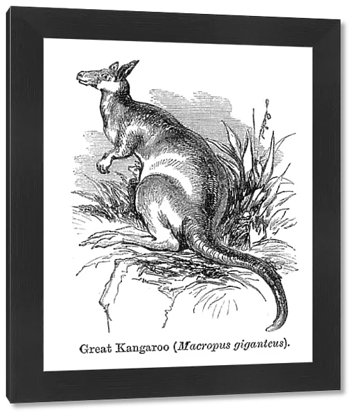 Kangaroo. Vintage engraving showing a Kangaroo, 1864
