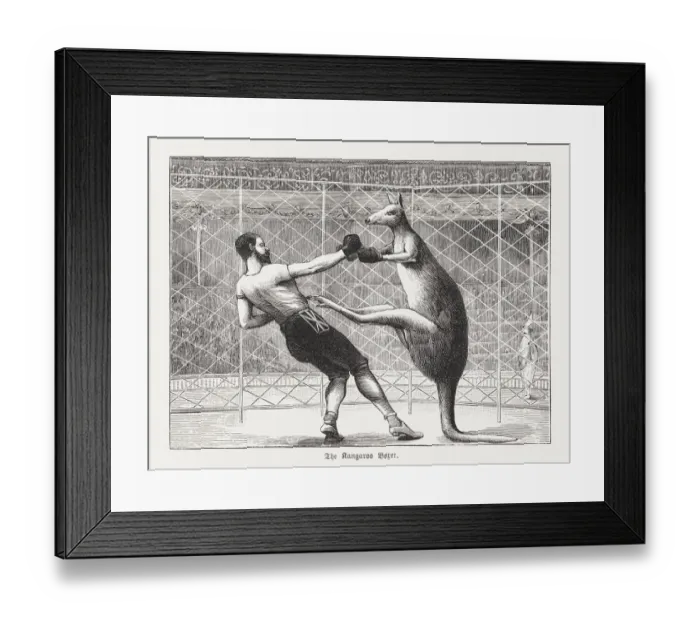 Framed Print : The kangaroo boxer, wood engraving, published in 1895 Framed Print : The kangaroo boxer, wood engraving, published in 1895