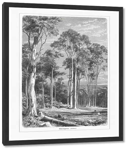 Australian eucalyptus forest, wood engraving, published in 1897