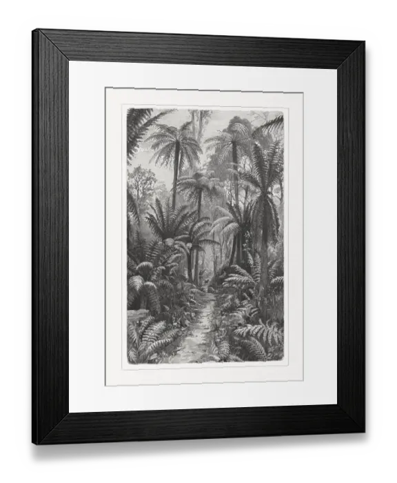 Framed Print : Fern forest in South Australia, wood engraving, published in 1897