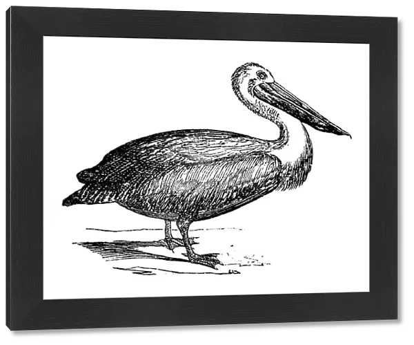 Antique illustration of Australian Pelican (Pelecanus conspicillatus)