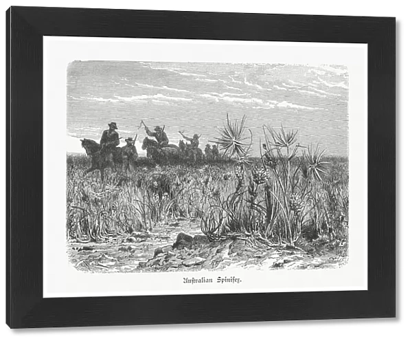 Inner Australian Spinifex Steppe, wood engraving, published in 1897
