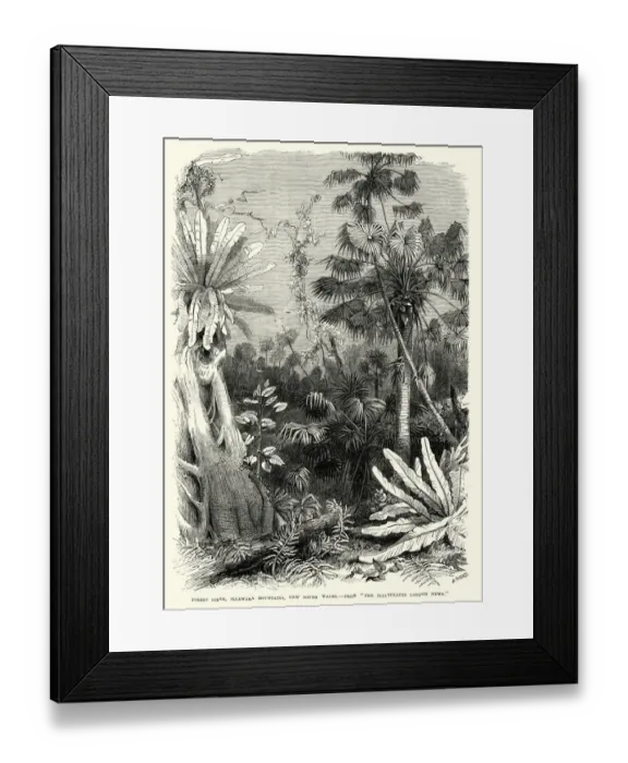 Framed Print : Forest scene, Illawarra Mountains, New South Wales 19th Century Framed Print : Forest scene, Illawarra Mountains, New South Wales 19th Century