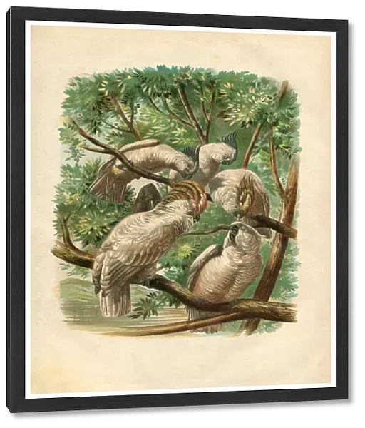 Group of cockatoos engraving colour 1880