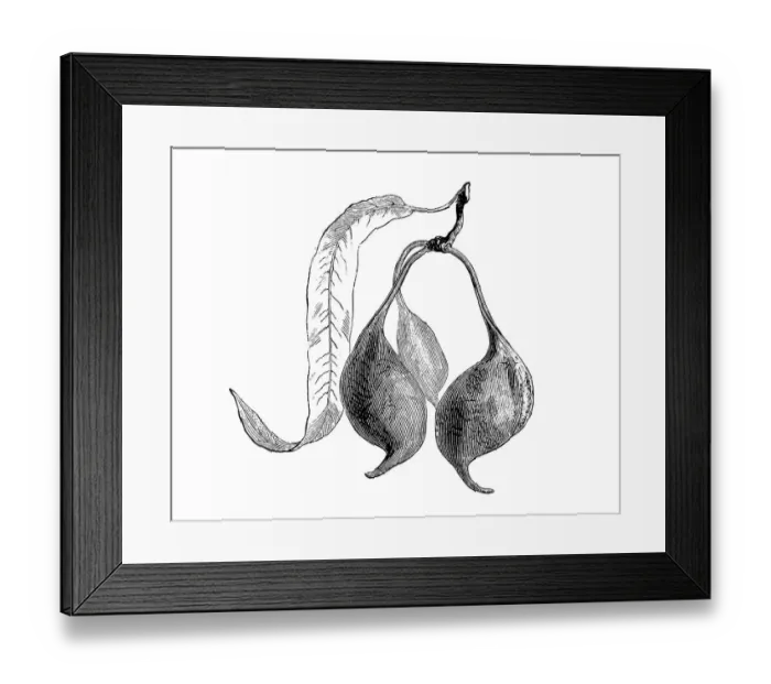 Framed Print : Botany plants antique engraving illustration: Brachychiton rupestris, narrow-leaved bottle tree, Queensland bottle tree Framed Print : Botany plants antique engraving illustration: Brachychiton rupestris, narrow-leaved bottle tree, Queensland bottle tree