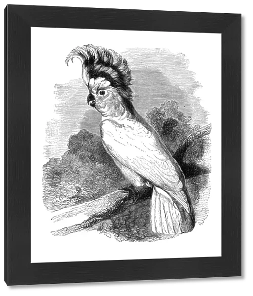 Cockatoo Cacatua Inca bird engraving 1880