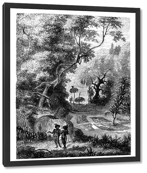 Antique illustration of Australian jungle