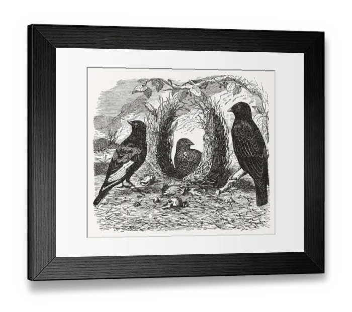 Framed Print : Satin bowerbird (Ptilonorhynchus violaceus), wood engraving, published in 1893