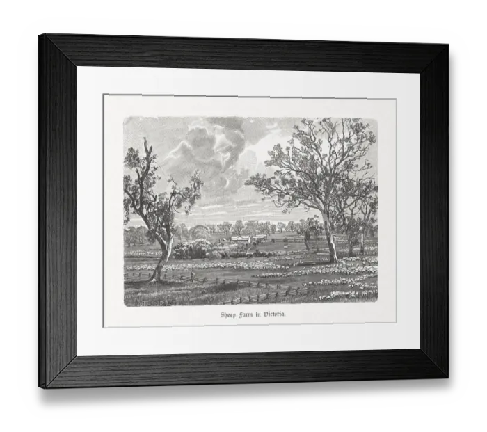 Framed Print : A sheep farm in Victoria, Australia, wood engraving, published in 1897 Framed Print : A sheep farm in Victoria, Australia, wood engraving, published in 1897