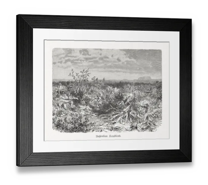 Framed Print : Inner Australian Scrubland, wood engraving, published in 1897