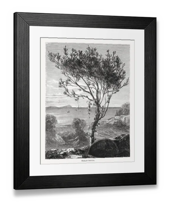 Framed Print : Banksia latifolia, Western Australia, wood engraving, published in 1868