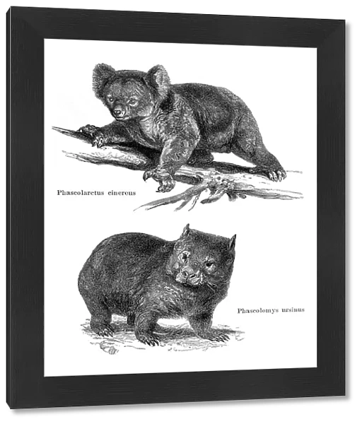 Koala and wombat in Australia illustration 1896